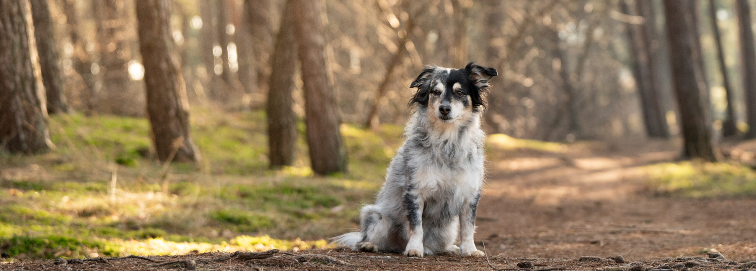 Ein Australian Shepherd sitzt aufmerksam auf einem Waldweg, umgeben von hohen Bäumen und weichem Moos, während sanftes Sonnenlicht durch die Äste fällt.